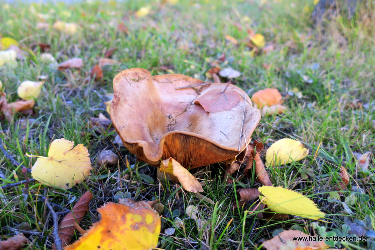 Herbstimpression Heide-Süd in Halle (Saale) - Pilz