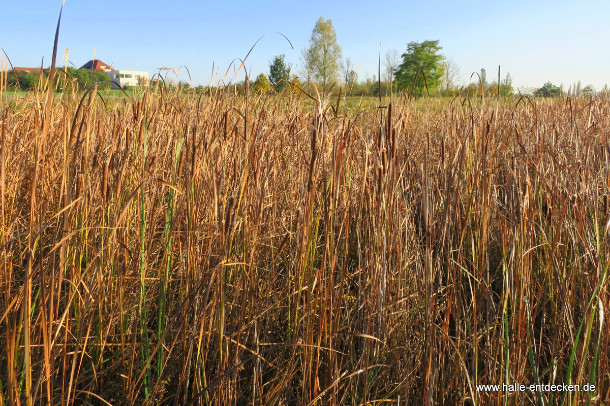 Schilf im Saugraben - Im Hintergrund Heide-Süd