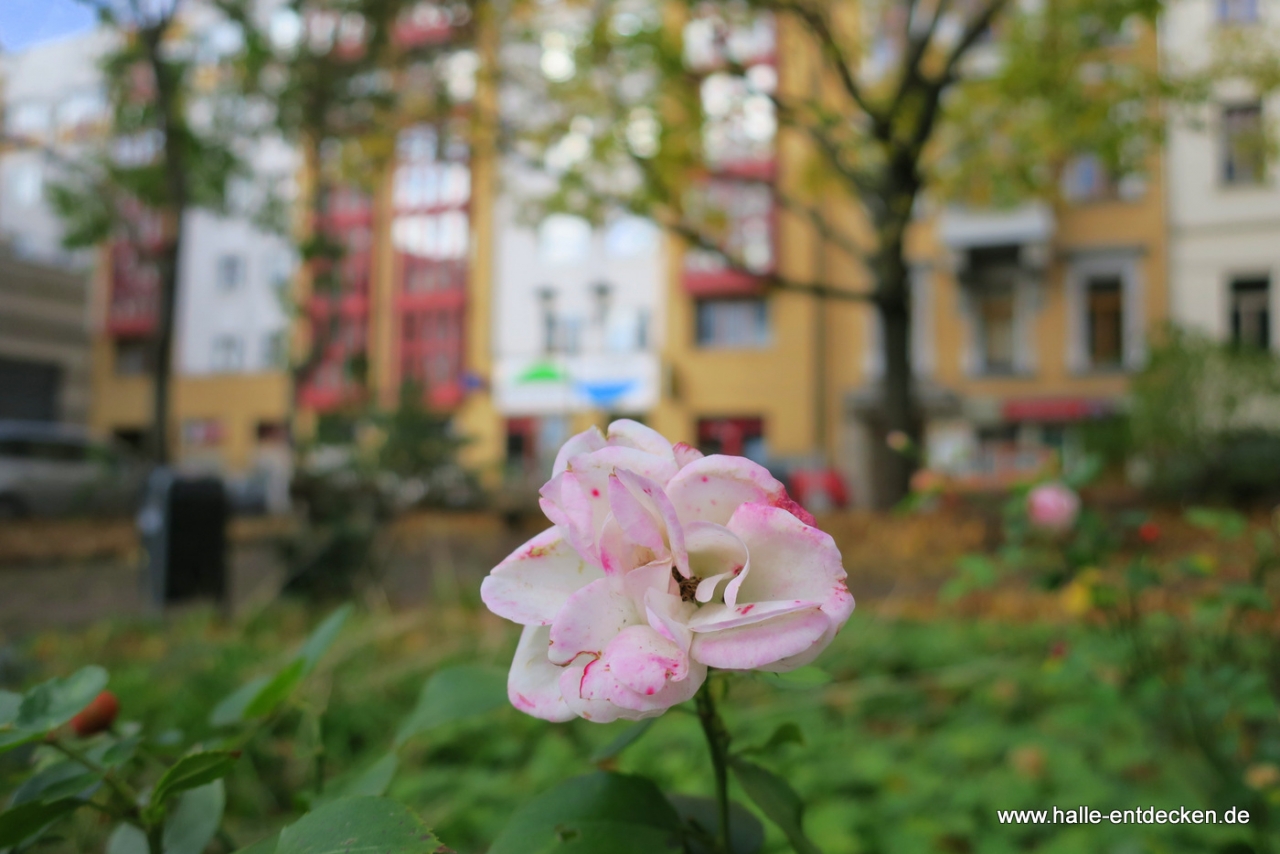 Herbstimpression aus Halle (Universitätsring).