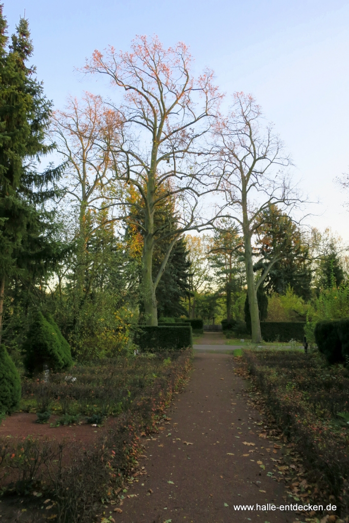 Bäume ohne Laub im Herbst 2017