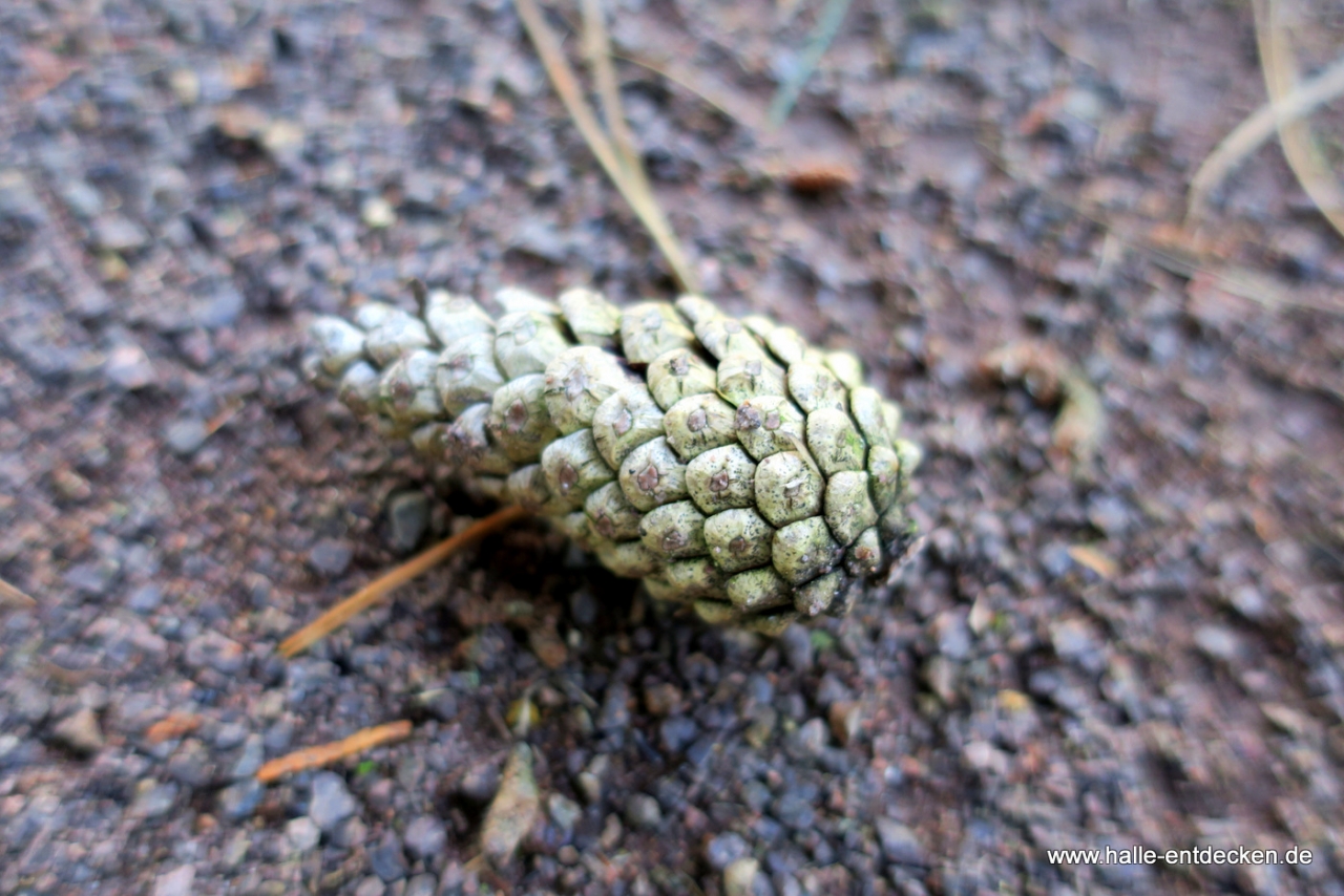 Herbst