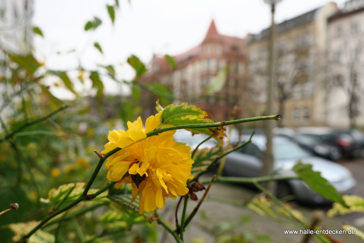 Herbst am Schülershof.