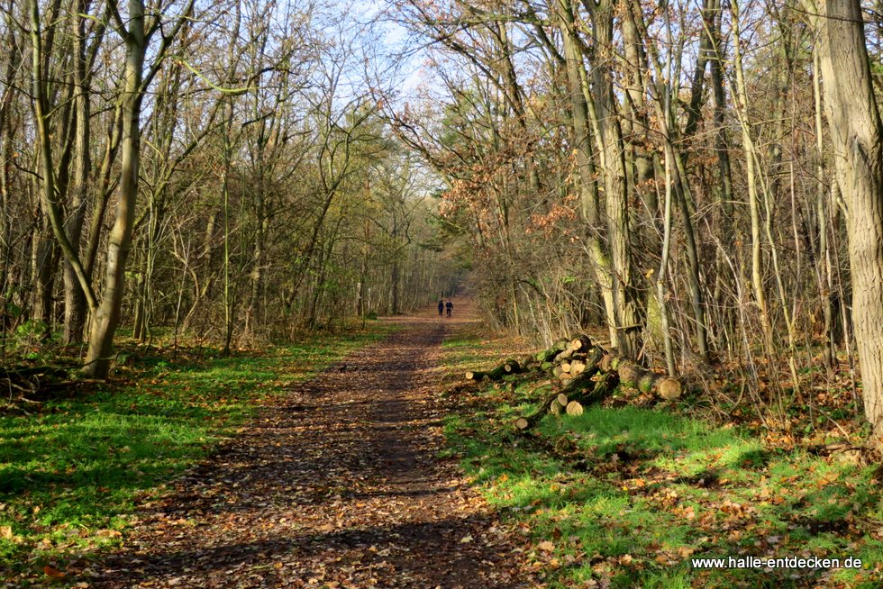 Der Hallweg in der Dölauer Heide in Halle (Saale).