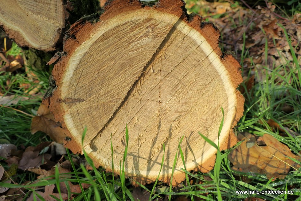 Gefällter Baum in der Dölauer Heide in Halle.