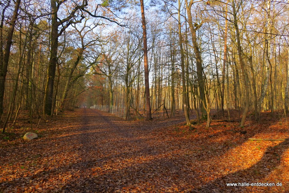 Der Hallweg in der Dölauer Heide