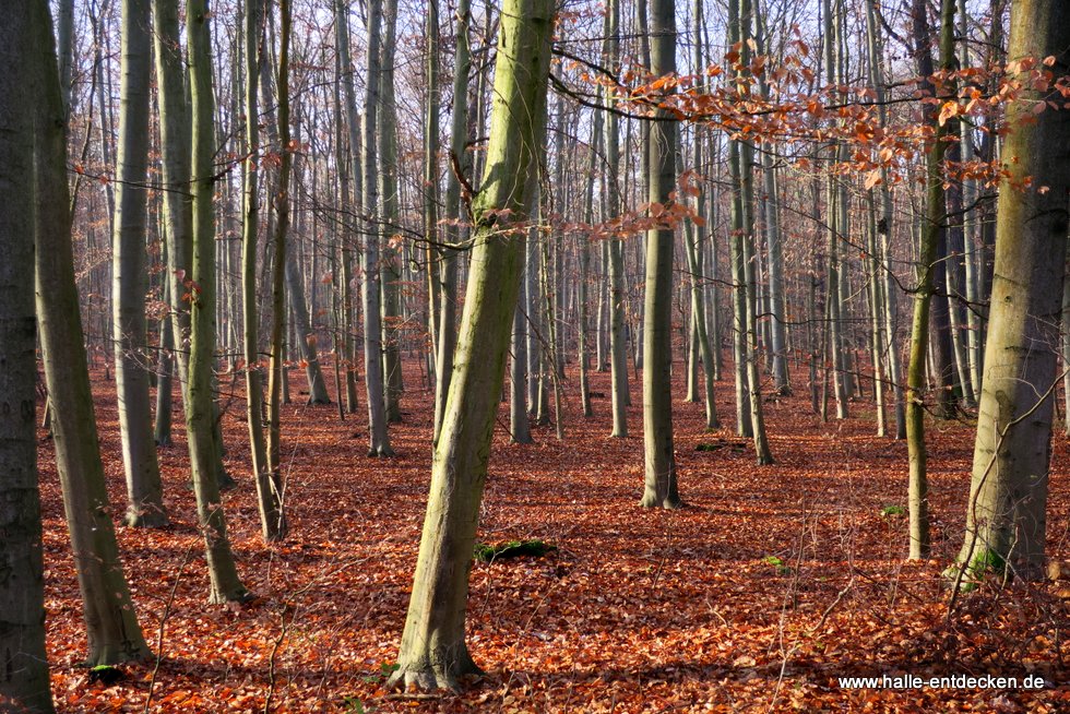 Blick in den Wald, Halle (Saale)