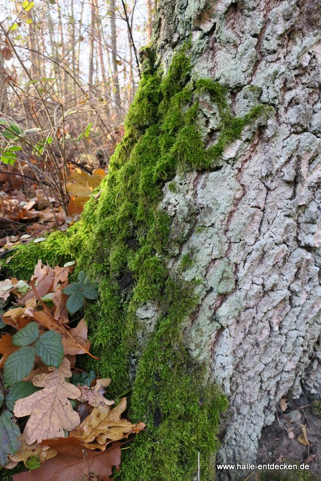 Moosbewachsener Baum in der Dölauer Heide, Halle (Saale)