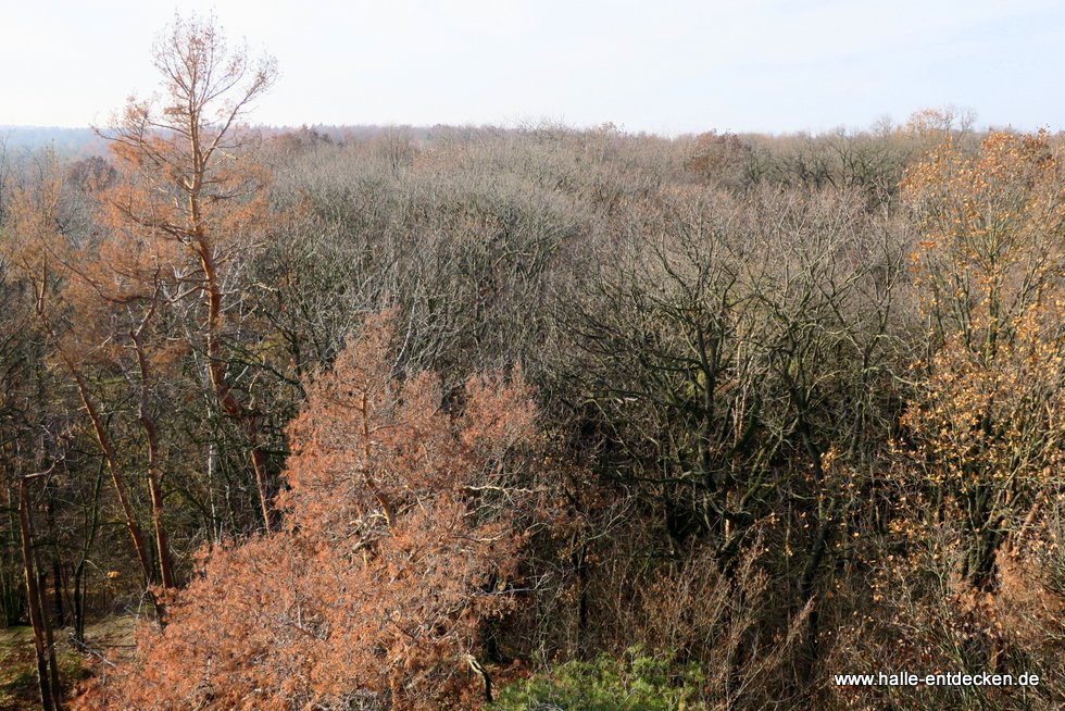 Dölauer Heide, Halle (Saale)