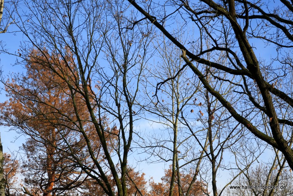 Der Herbst ist da - Die Bäume haben keine Blätter mehr