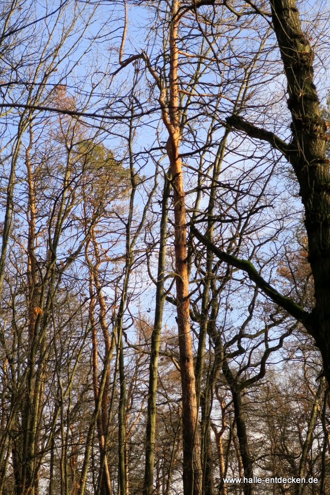 Bäume im Herbst