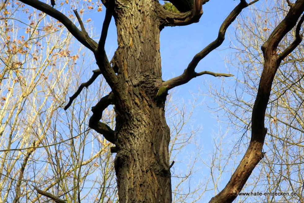 Suchbild! Wer versteckt sich hier direkt am Baum?