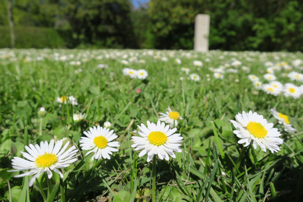 Gänseblümchen auf dem Gertraudenfriedhof.