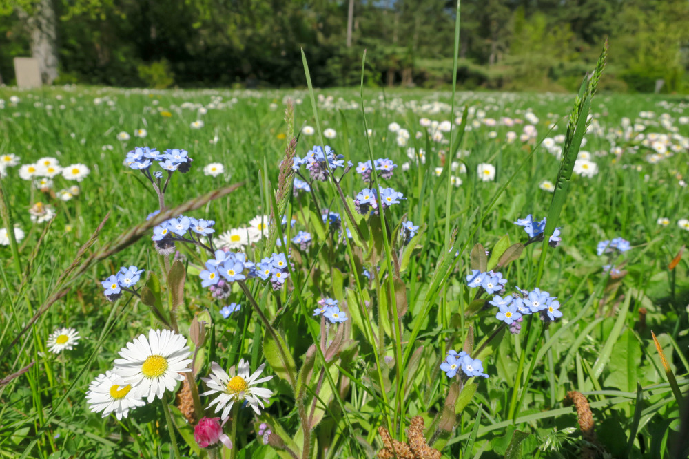 Blumenwiese auf dem Gertraudenfriedhof.