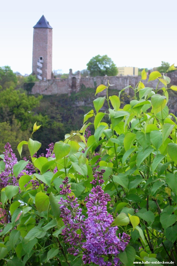 Burg Giebichenstein von Kröllwitz aus gesehen - Bild 2