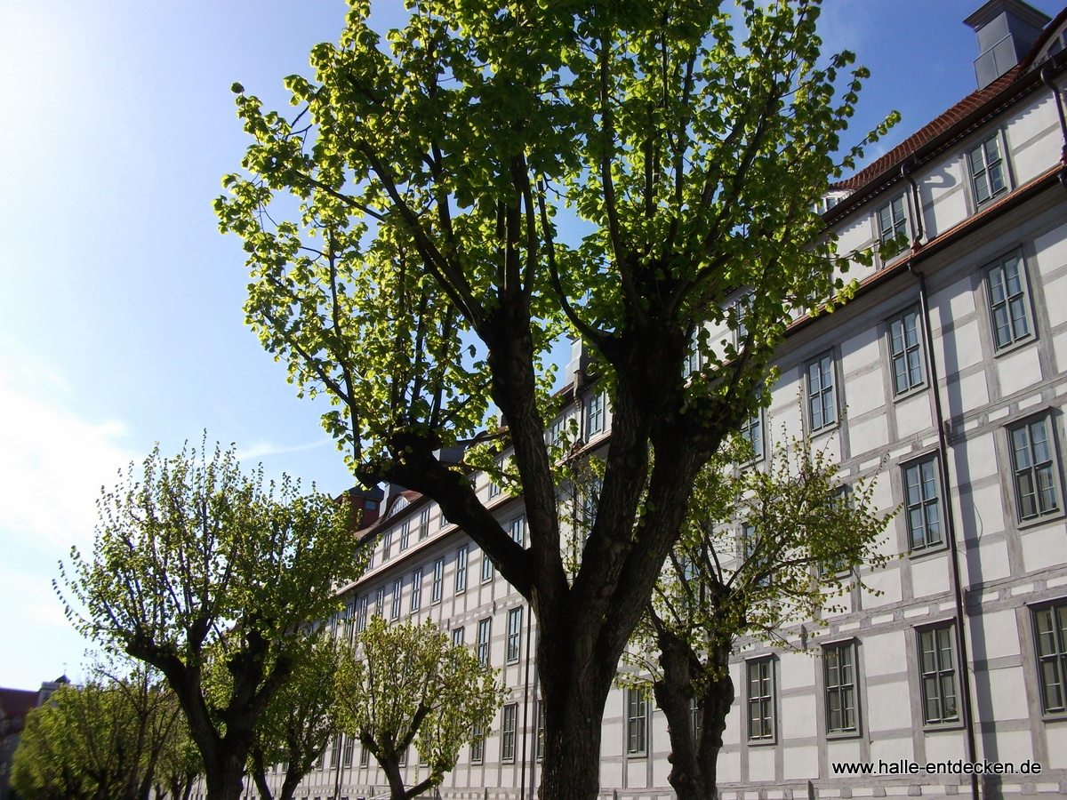 Der Lindenhof der Franckeschen Stiftungen zu Halle (Saale)