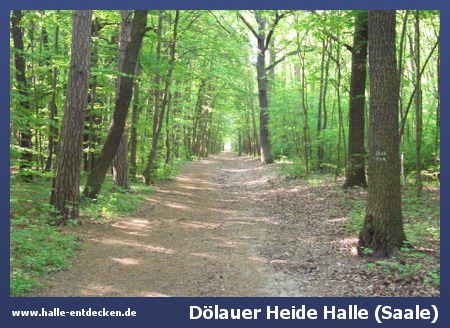 Dölauer Heide in Halle (Saale)