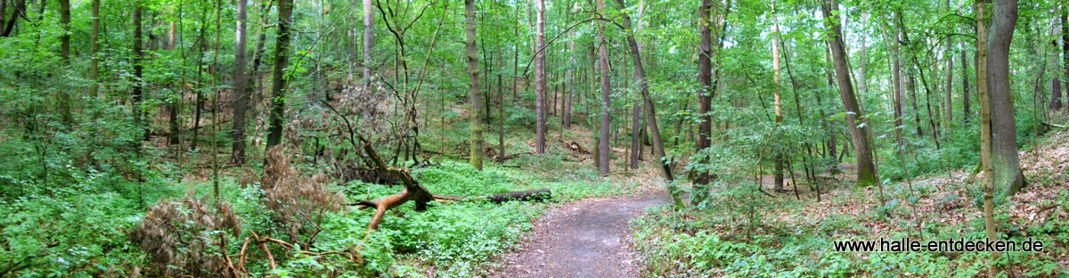 Dölauer Heide Halle (Saale)