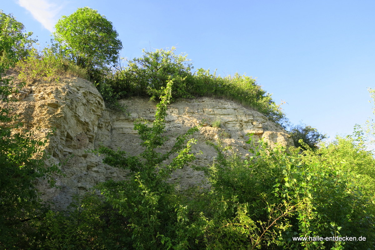 Felsen Am Steinbruch in Halle-Neustadt