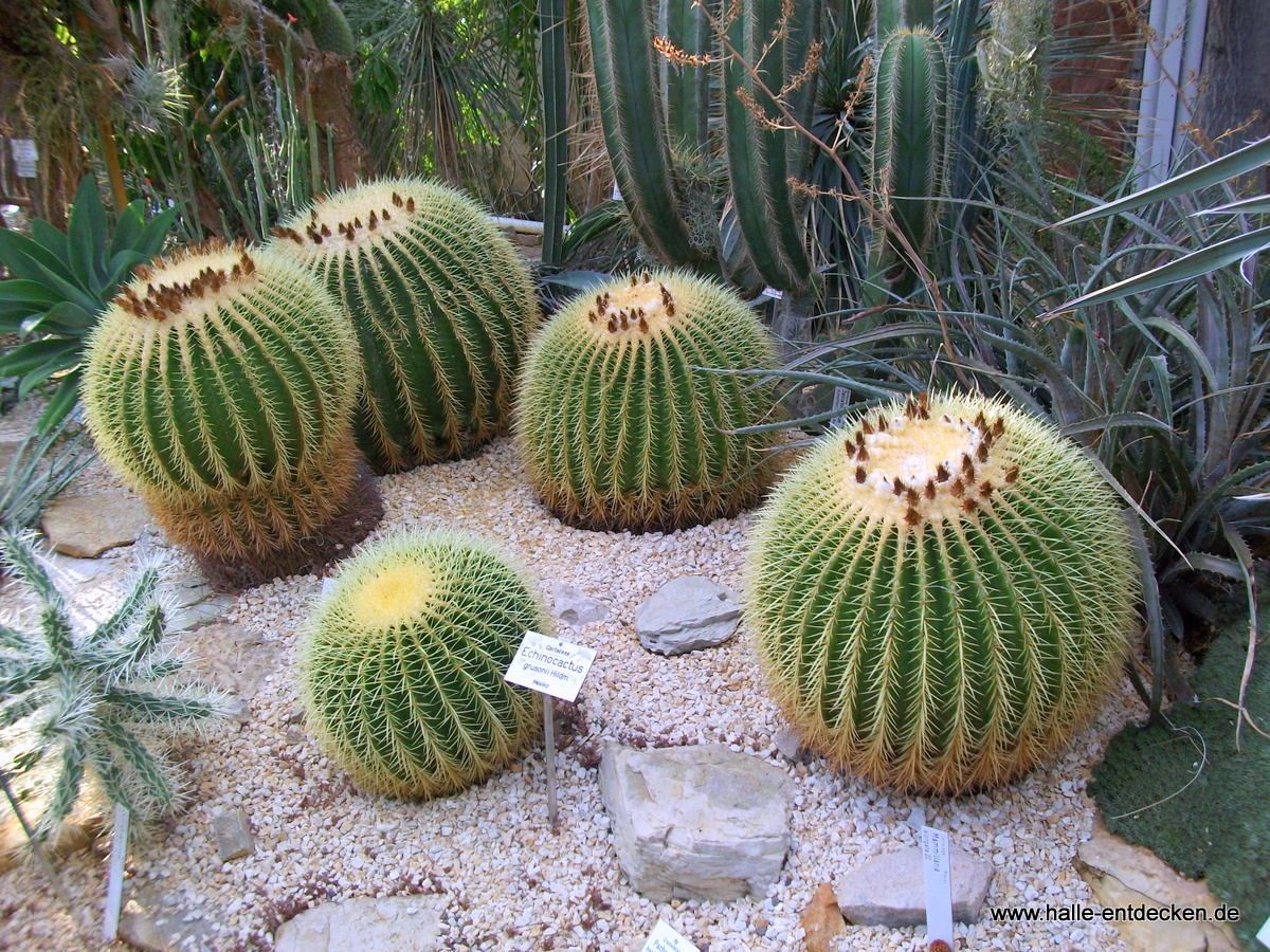 Kakteen im Botanischen Garten Halle (Saale)