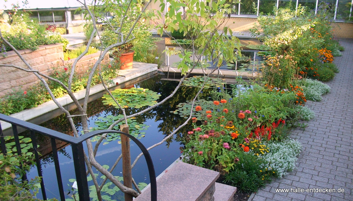 Teich im Botanischen Garten Halle (Saale)