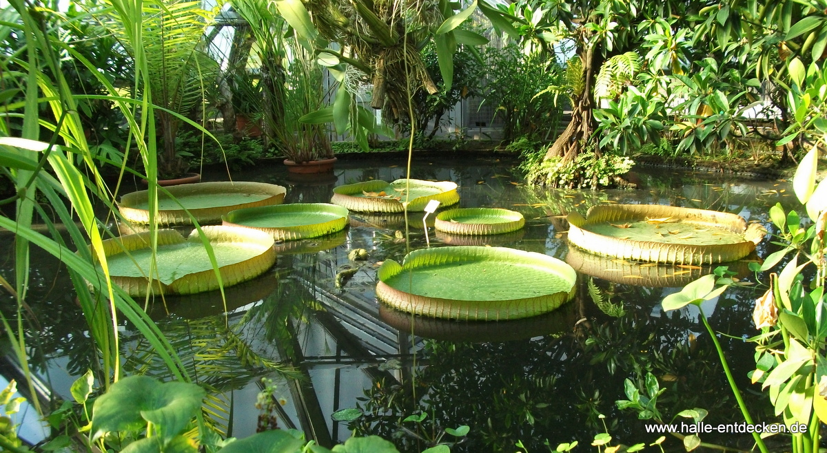 Victoria cruciana im Viktoria-Haus im Botanischen Garten Halle (Saale)