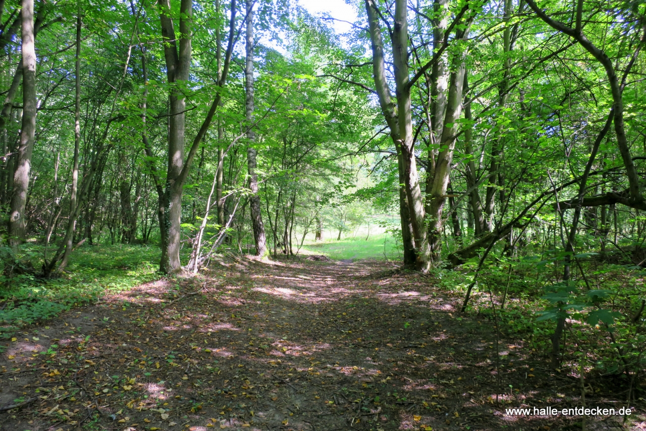 Der Wald am Goldberg