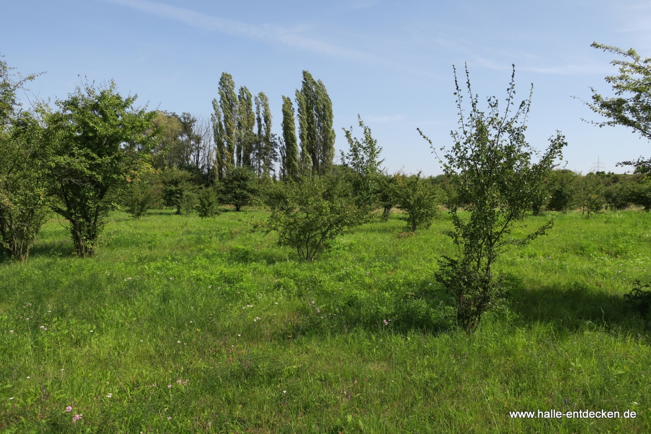 Wiesen, Büsche und Bäume am Goldberg