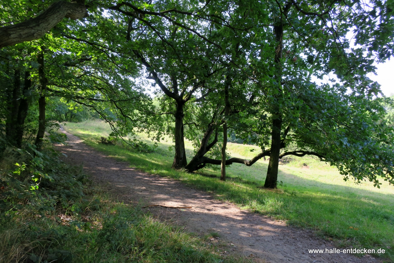 Ein Weg auf dem Großen Galgenberg in Halle.