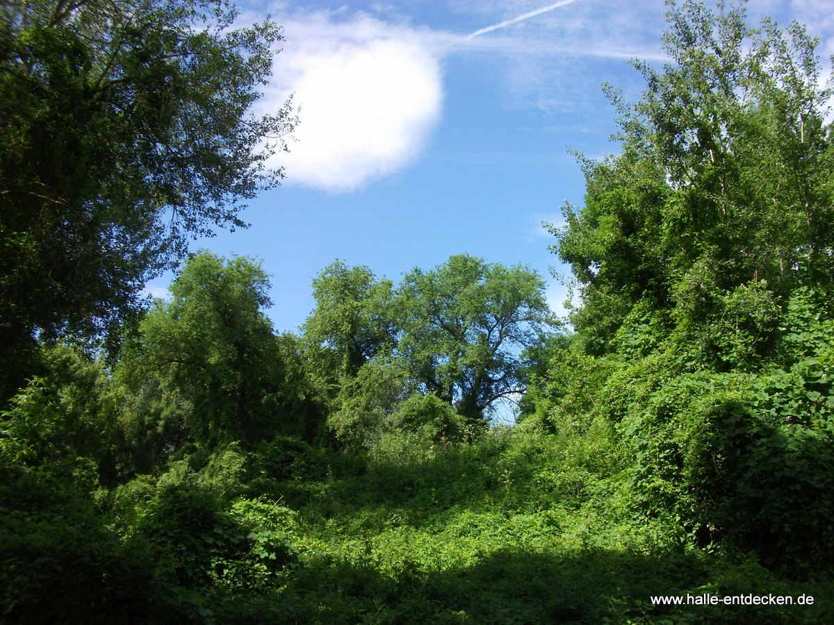 Bäume und Wiesen - Pulverweiden in Halle