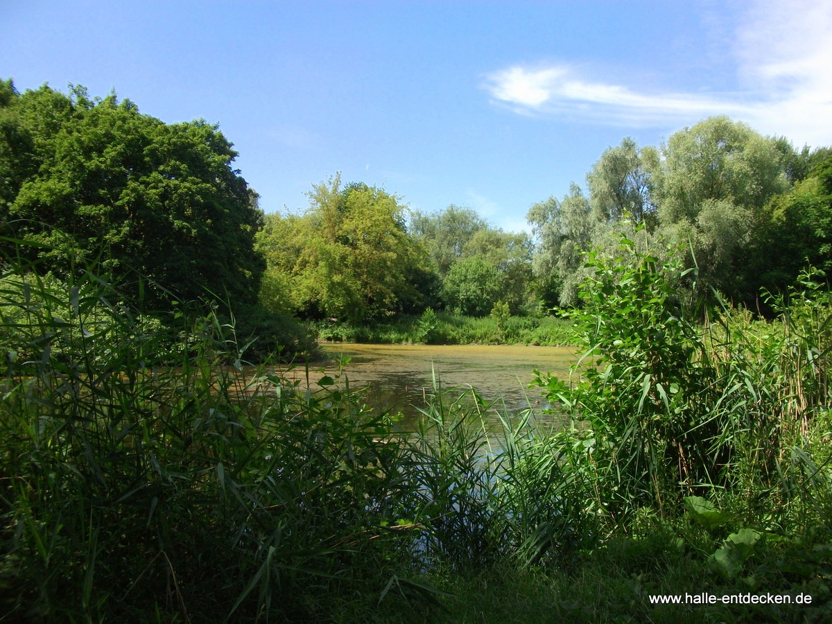 See in den Pulverweiden mit Pfaueninsel