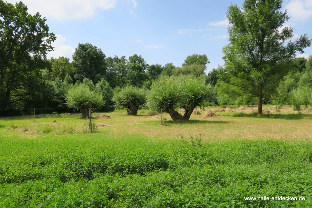 Wiese auf der Rabeninsel