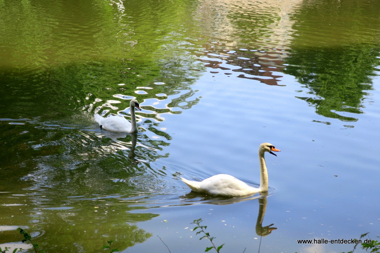 Schwäne auf der Saale - Rabeninsel