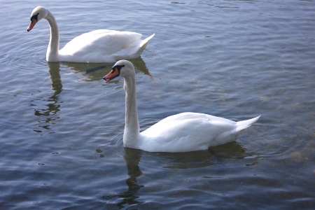 Schwäne auf der Ziegelwiese in Halle (Saale)