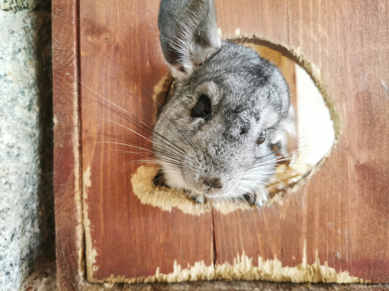 Chinchilla