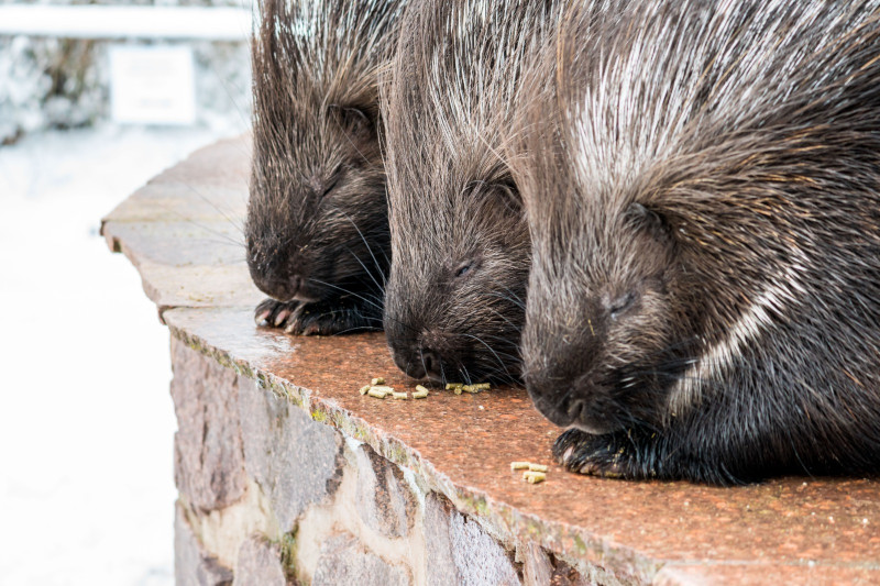 Indische Stachelschweine