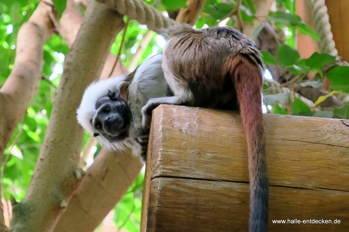 Kleiner Affe im Zoo Halle