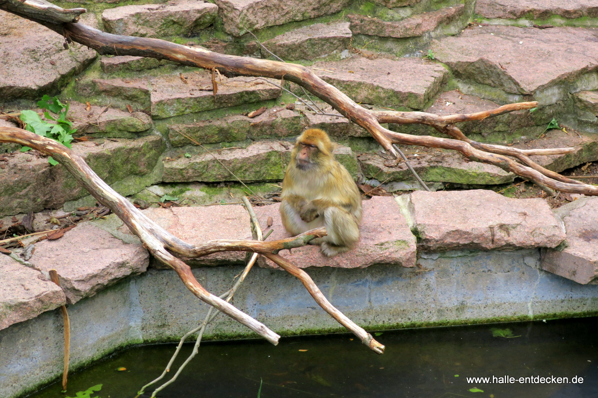 Affe im Zoo Halle