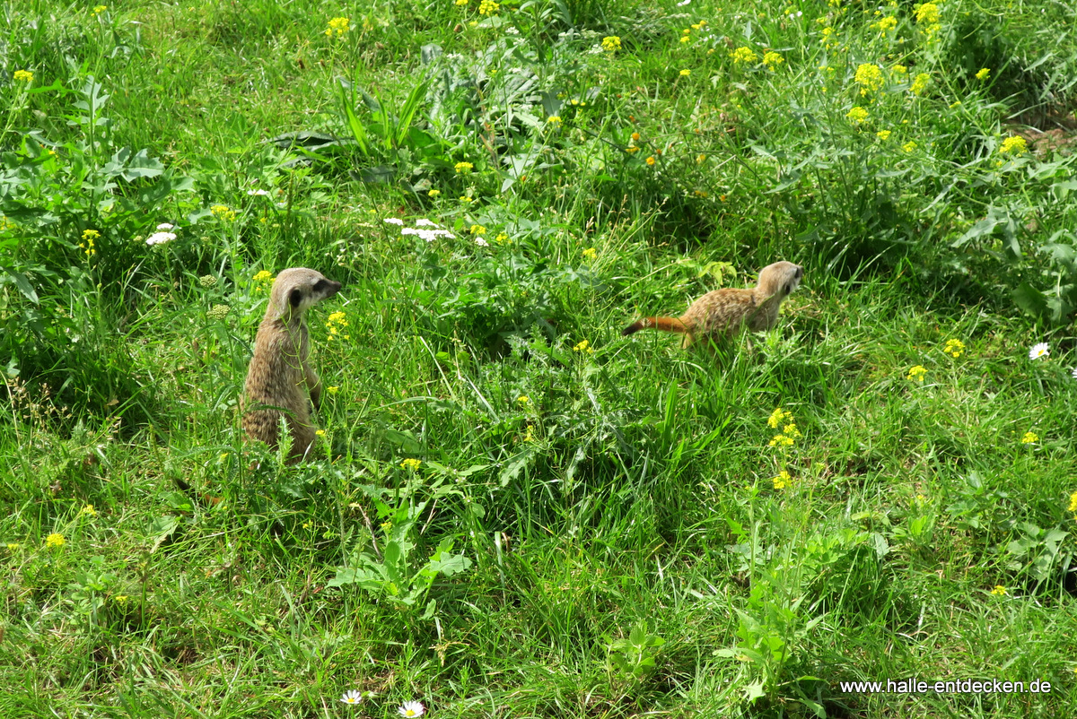 Erdmännchen im Zoo Halle