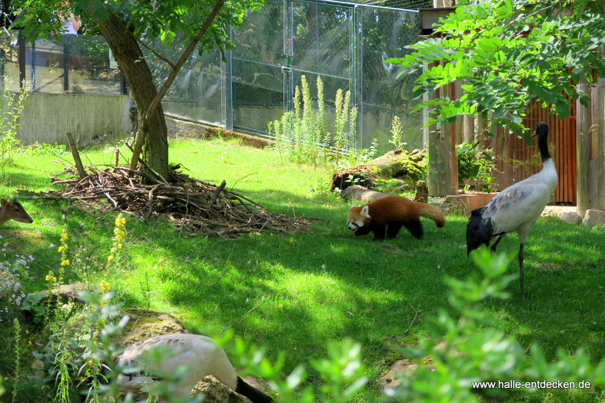 Kleiner Panda im Zoo Halle