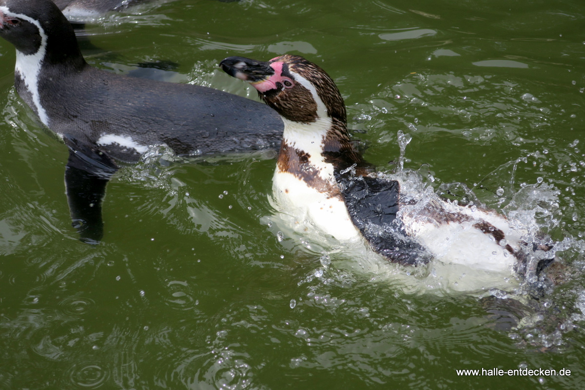 Pinguine im Zoo Halle