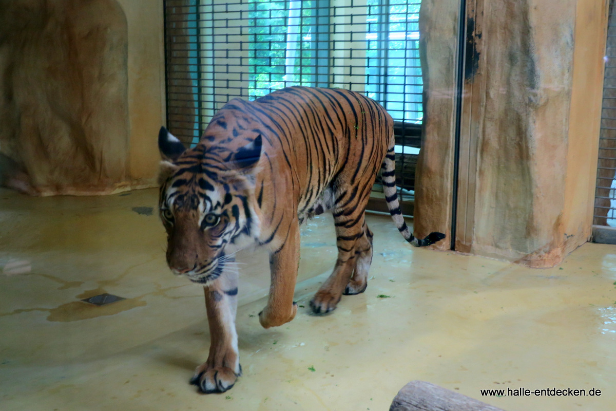 Tiger im Raubtierhaus