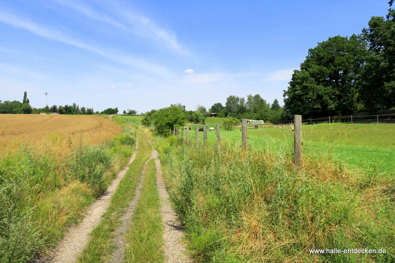 Lieskau lädt zum spazieren und wandern ein - Pferdekoppel