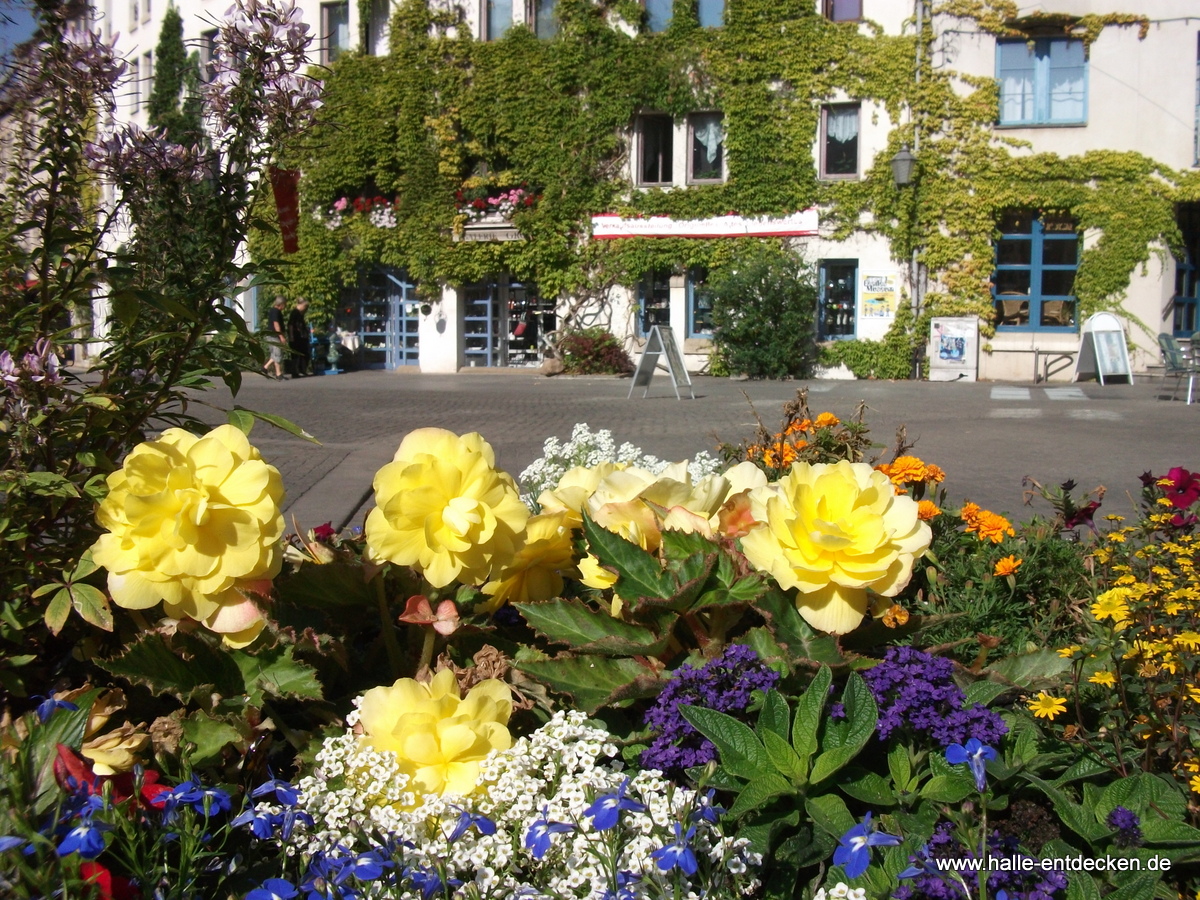 Blumen auf dem Alten Markt in Halle (Saale)